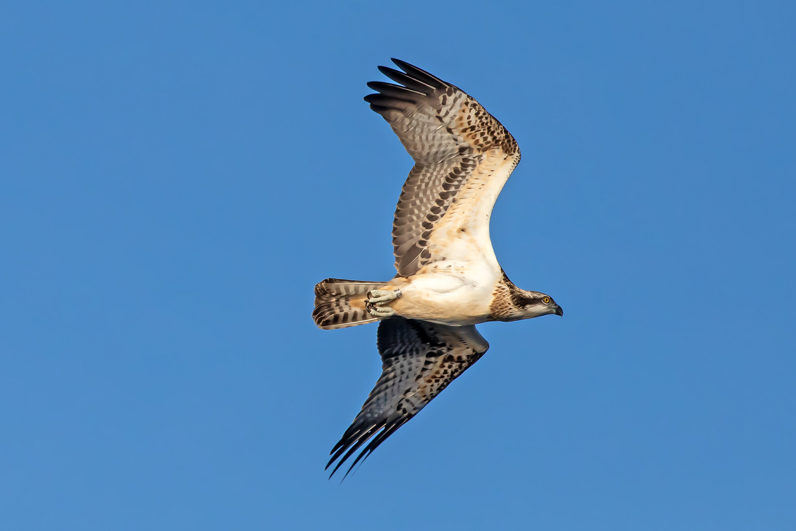 Osprey