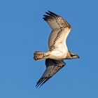 Osprey