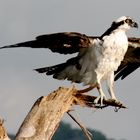 Osprey