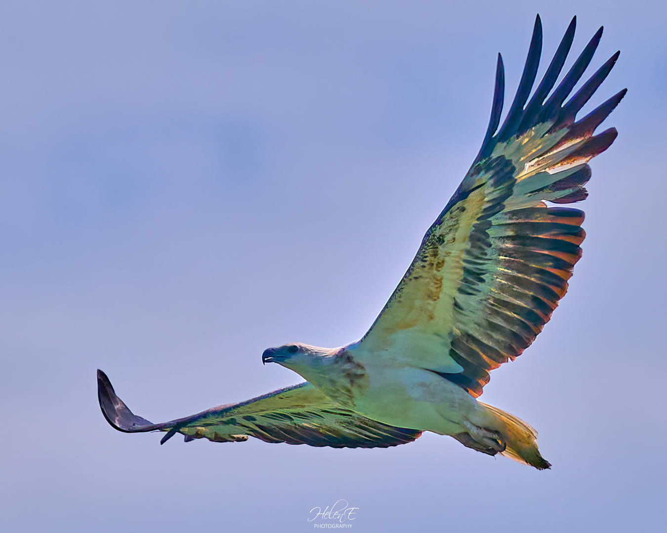 Osprey