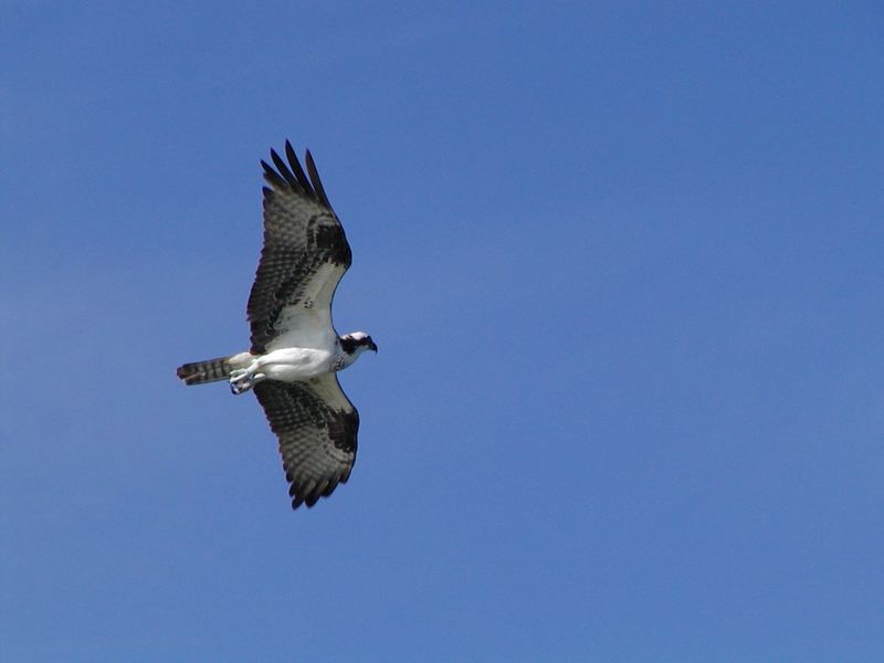 Osprey