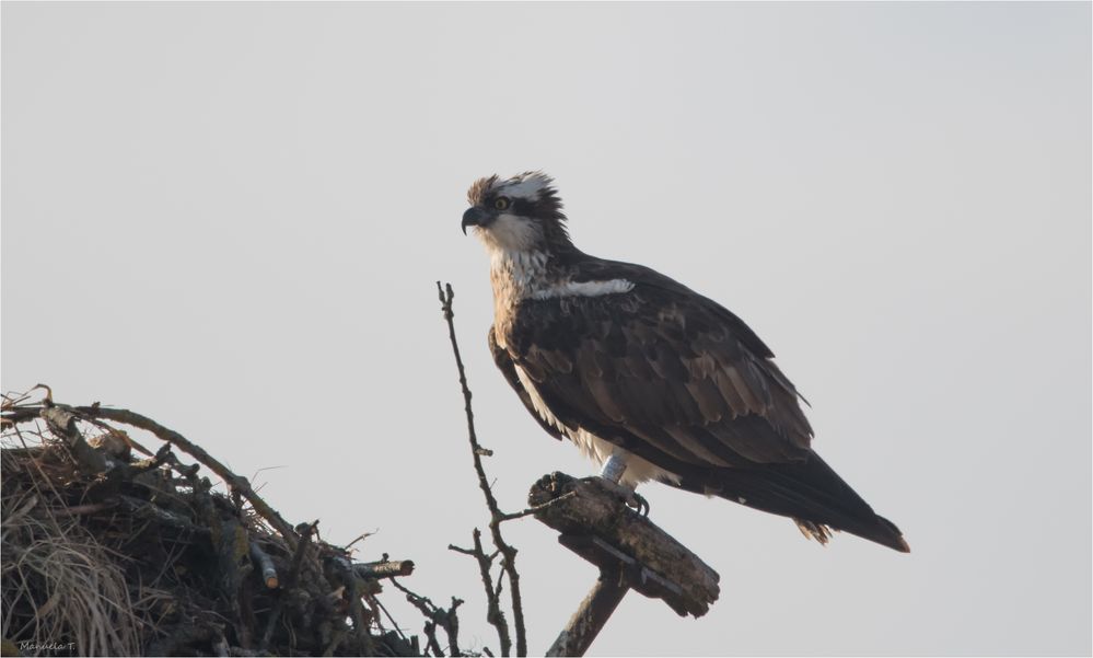 Osprey