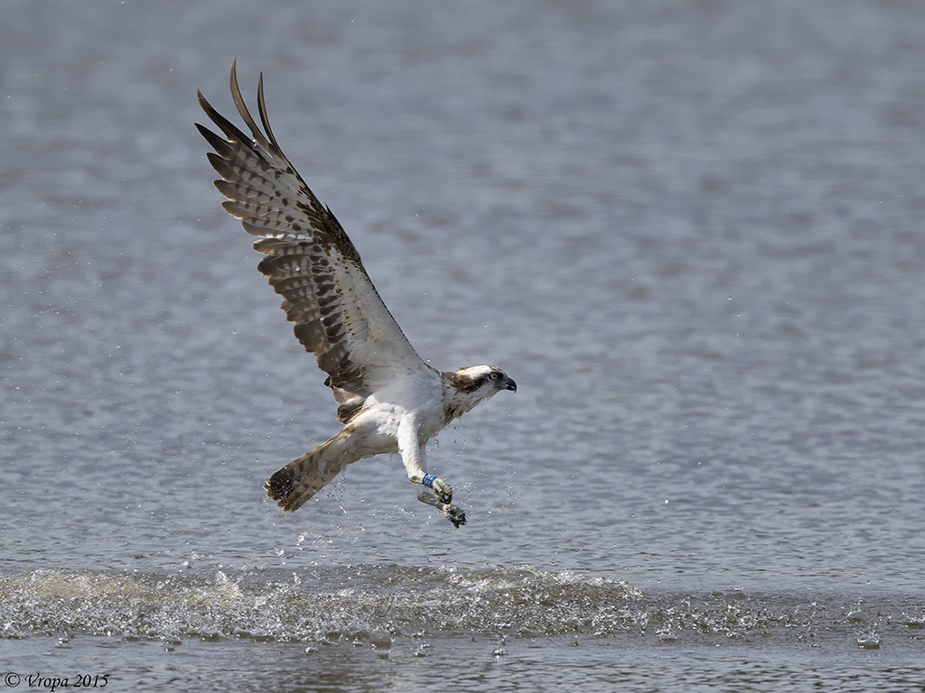 Osprey