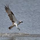 Osprey