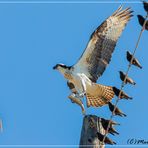 Osprey