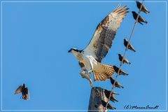 Osprey