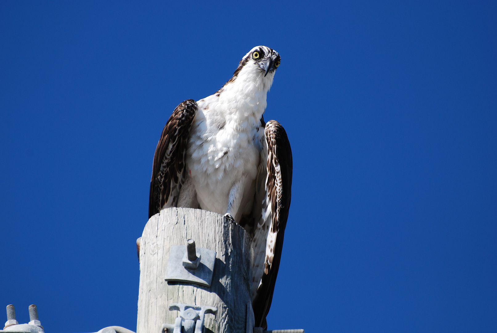 osprey - falco pescatore