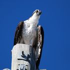 osprey - falco pescatore