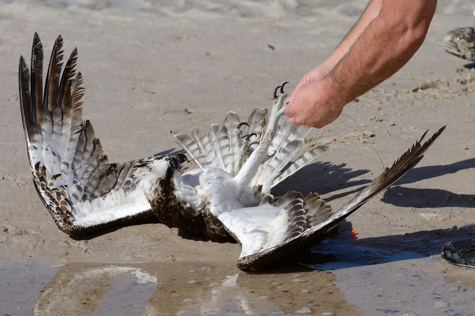 OSPREY - FIRST AID