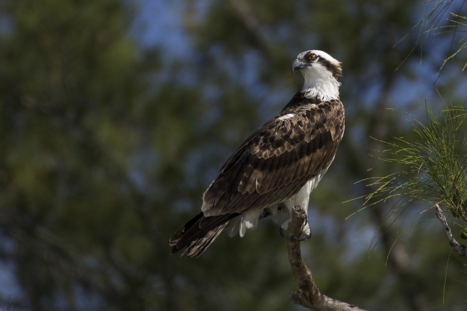 Osprey (Fischadler)