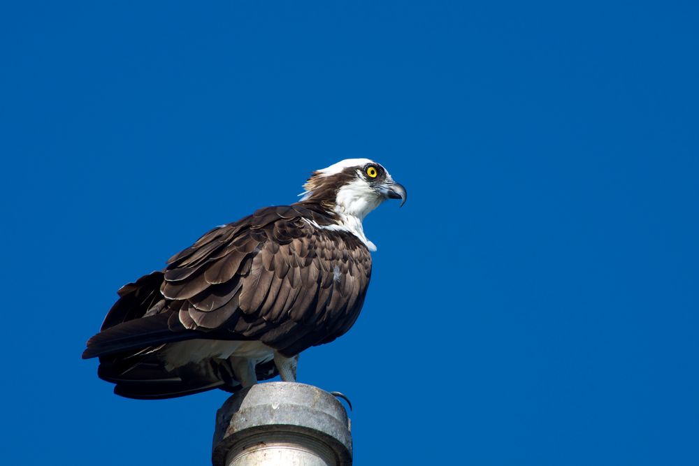 Osprey - Fischadler