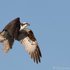 Osprey / Fischadler