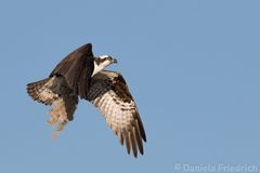 Osprey / Fischadler