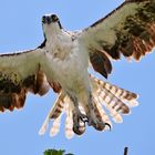 Osprey - Fischadler