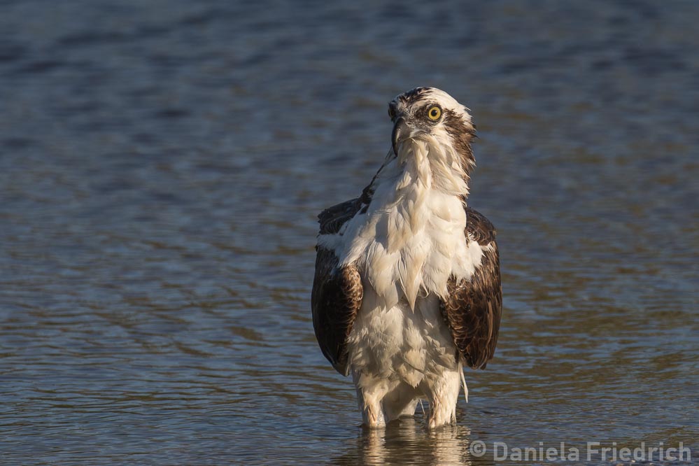 Osprey / Fischadler