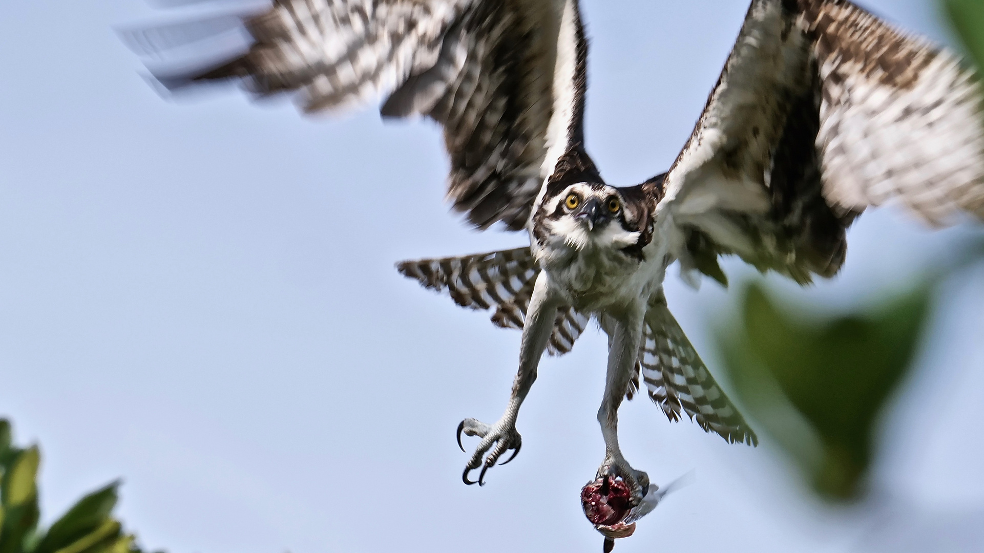 Osprey fliegt direkt auf mich zu.