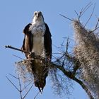 Osprey frontal.