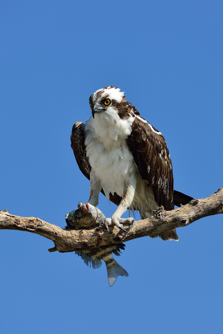 OSPREY - GOT YOU!