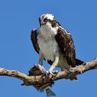 OSPREY - GOT YOU!