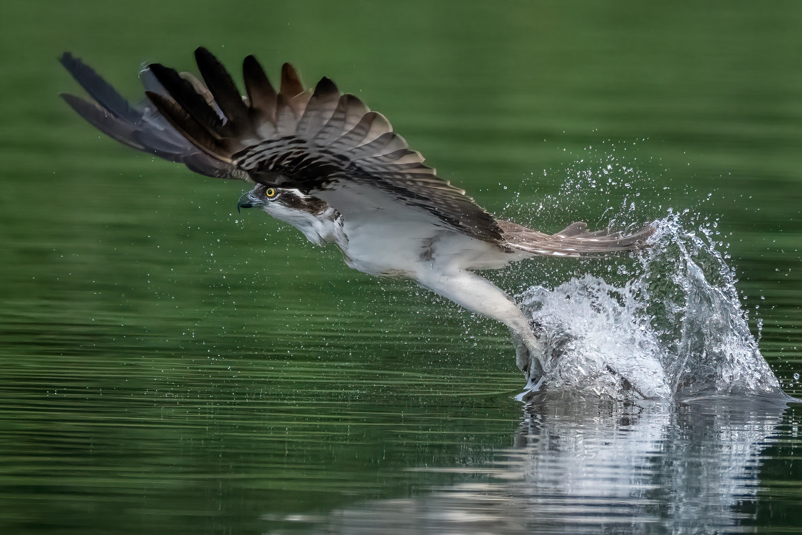 Osprey in action