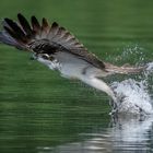 Osprey in action