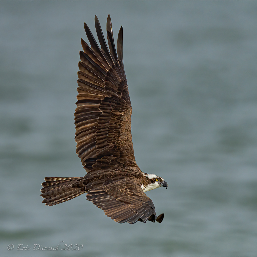 Osprey in flight