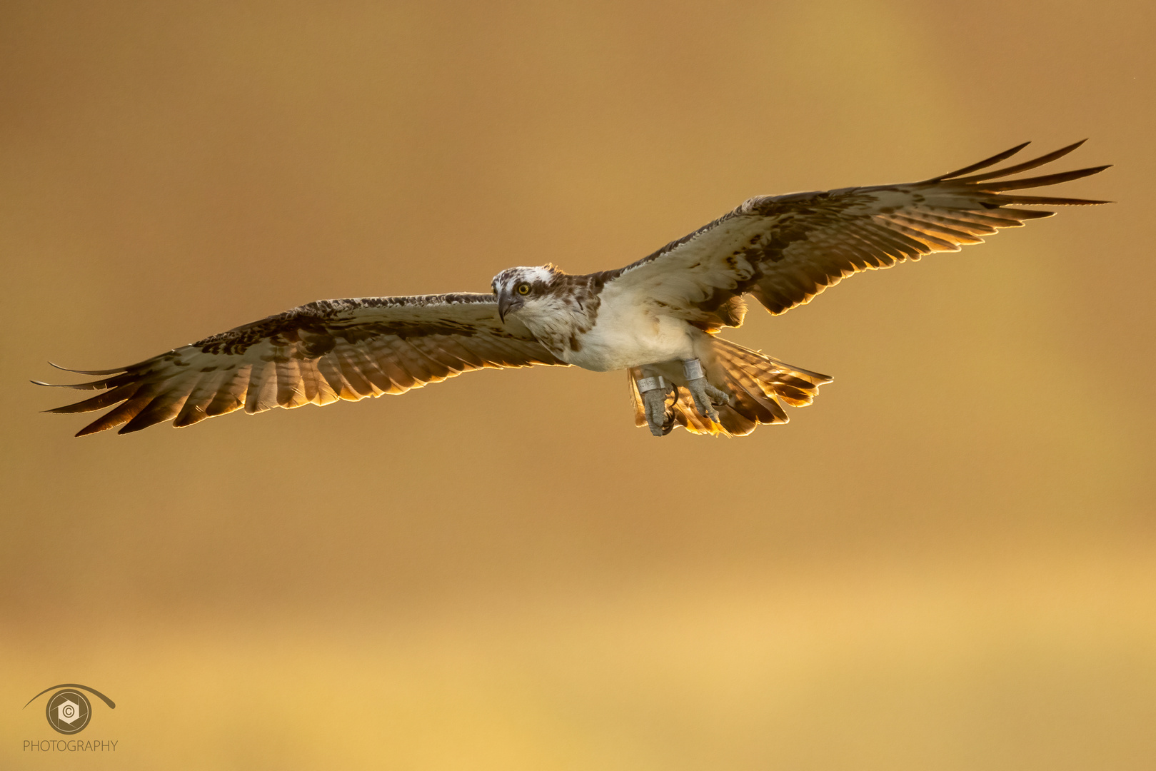 Osprey in the morning light