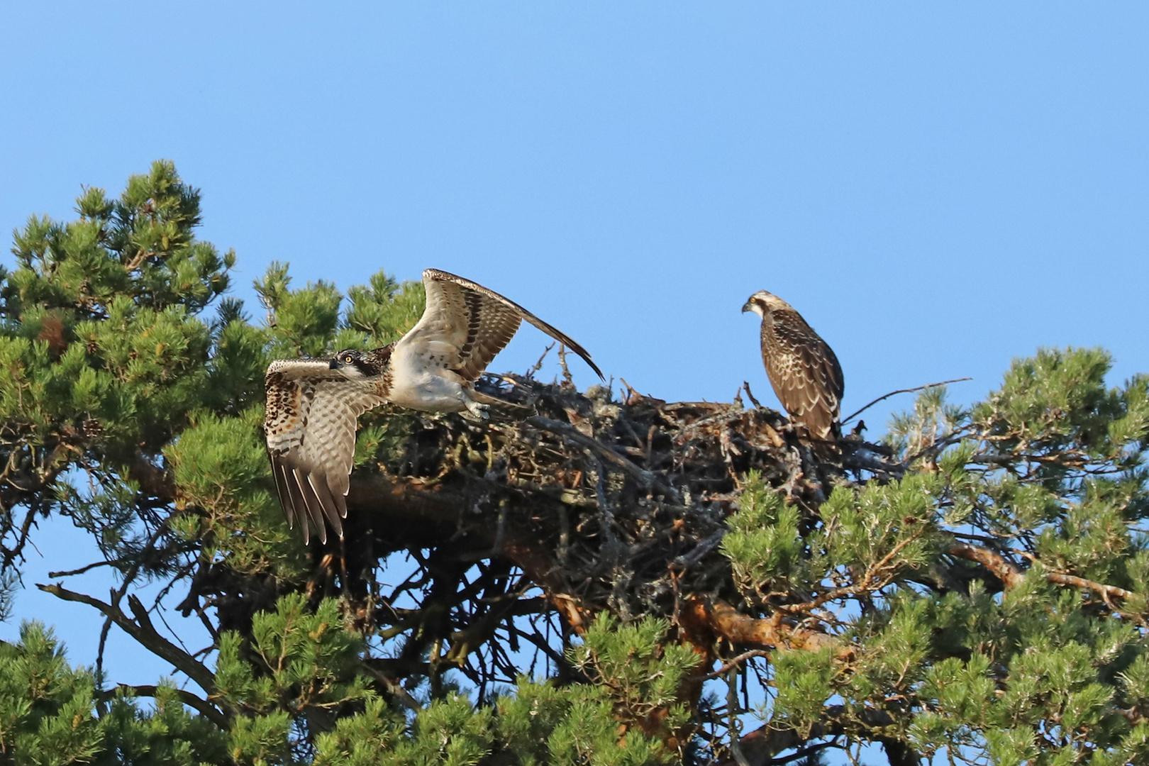 Osprey leaving her nest...