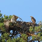 Osprey leaving her nest...