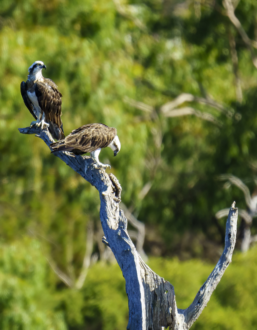 Osprey mal 2 