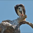 Osprey mit Beute