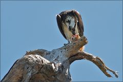 Osprey mit Beute