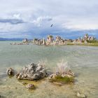 osprey mono lake