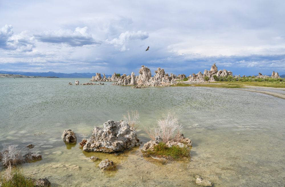 osprey mono lake