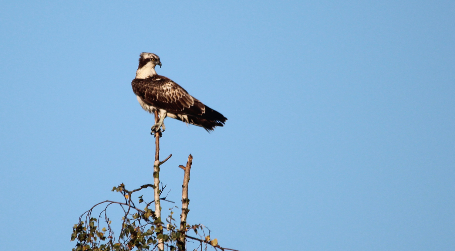 Osprey on the lookout