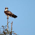 Osprey on the lookout