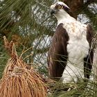 Osprey - Pandion haliaetus (Fischadler)