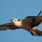 Osprey (Pandion haliaetus) - Fischadler ...