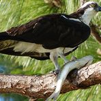 Osprey - Pandion haliaetus (Fischadler)...