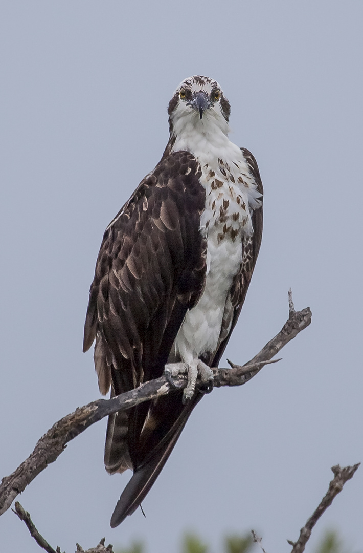 Osprey perch 2a