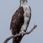 Osprey perch 2a