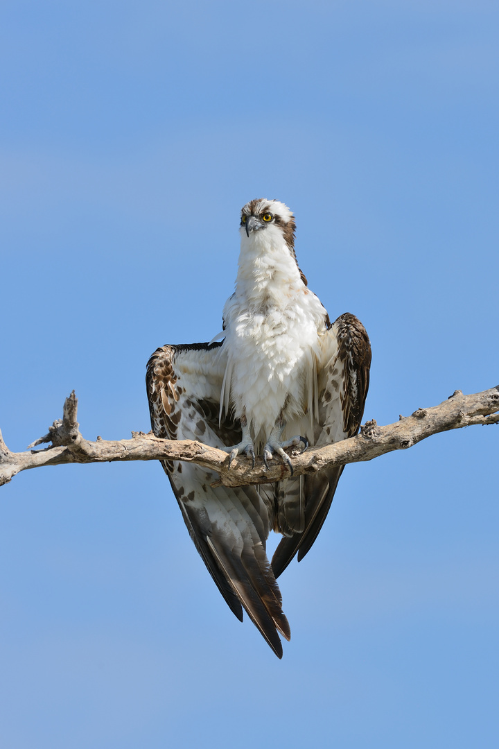 OSPREY - PISSED OFF!