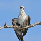 OSPREY - PISSED OFF!