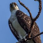 Osprey stare