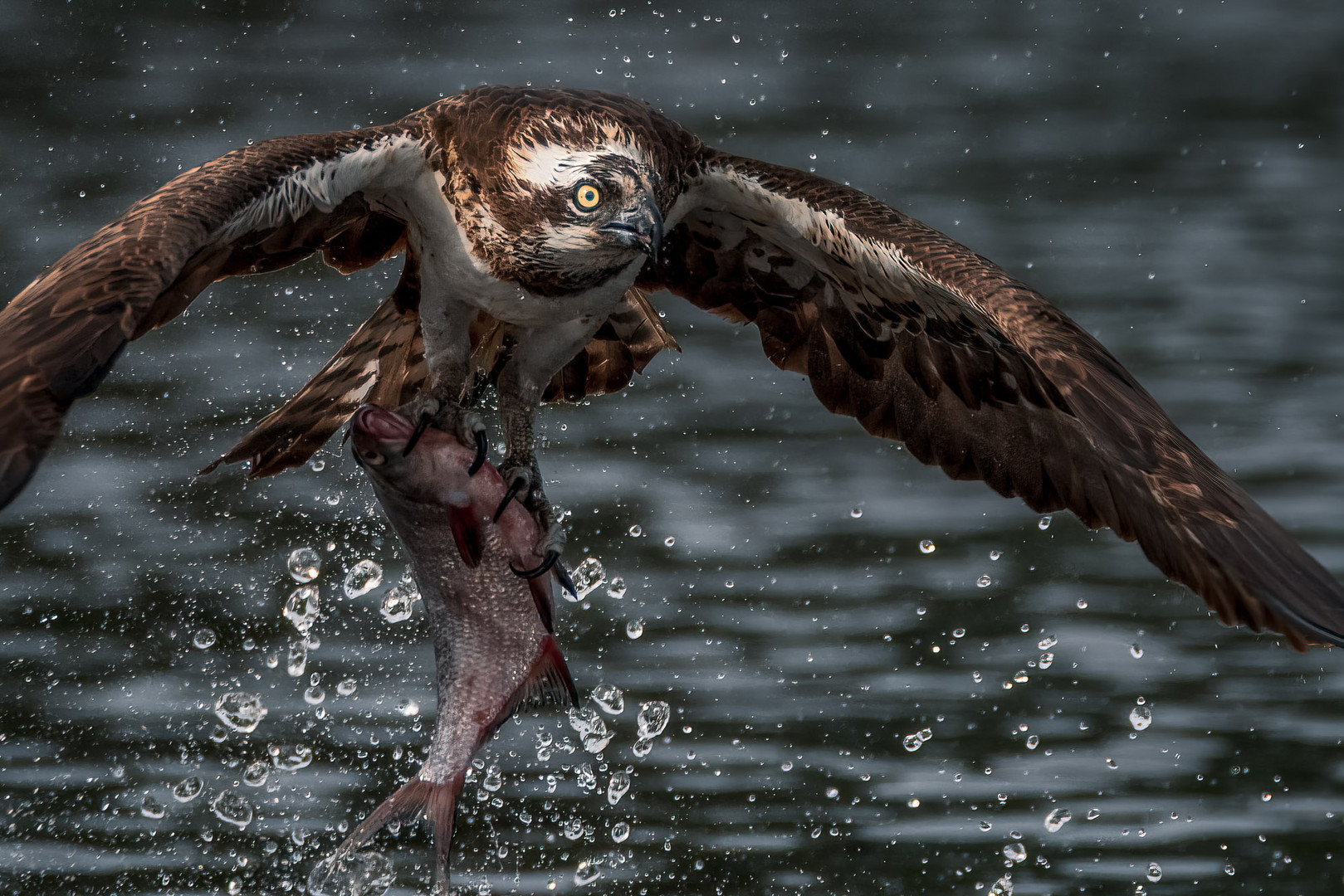 Osprey taking off with catch