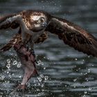 Osprey taking off with catch