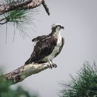 Osprey tree 1