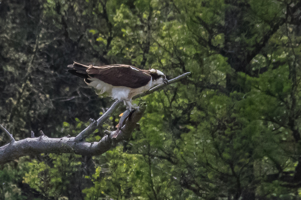 Osprey With A Trout