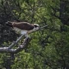 Osprey With A Trout