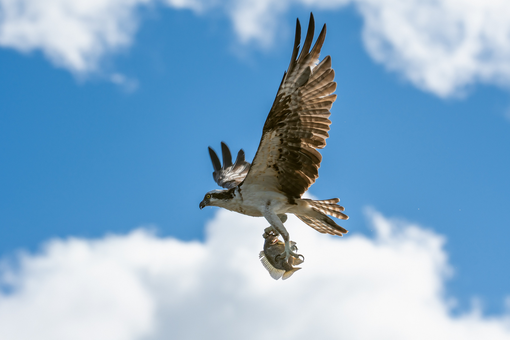 Osprey with Catch